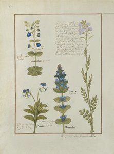 Ilustración del Libro de Medicinas Simples de Mattheaus Platearius (m. c.1161) c.1470 de Robinet Testard